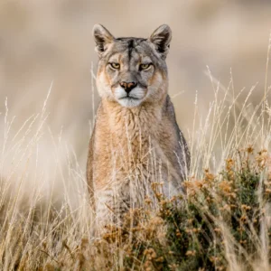 Avistamiento de Fauna Nativa y Rastreo de pumas.